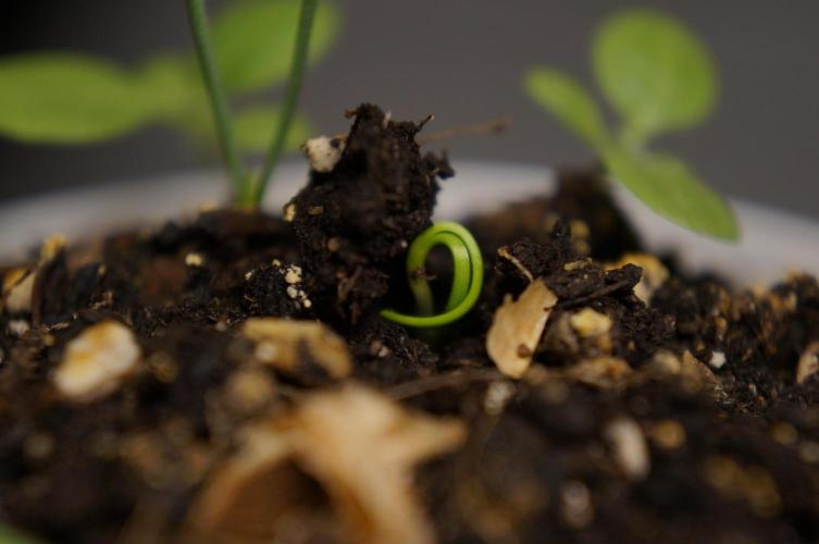 Ma huang / Ephedra sinica II. Week 2