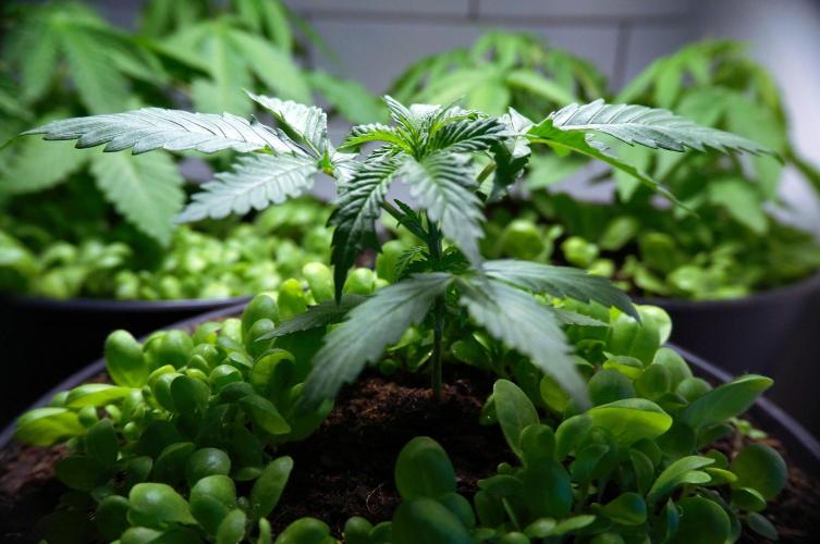 Purple Punch OG🍇IV. Week 4