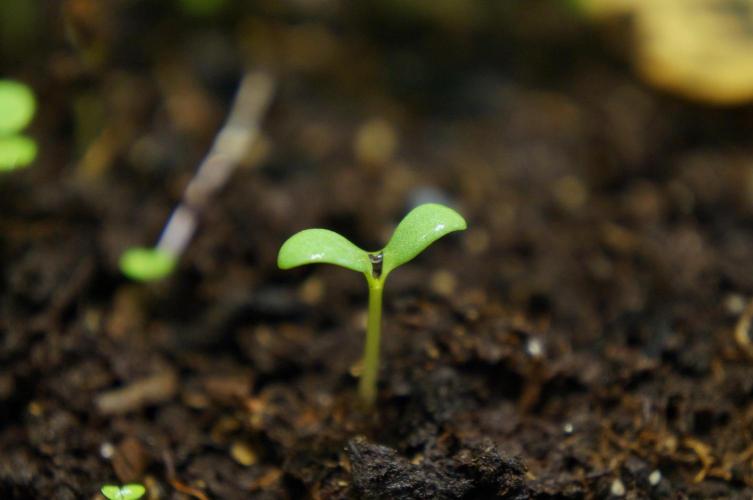 Syrian rue / Peganum harmala II. Week 2