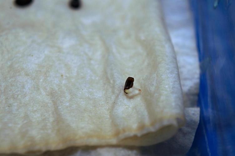 Syrian rue / Peganum harmala II. Week 0