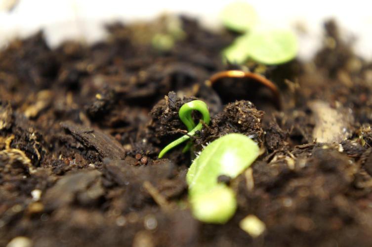 Ma Huang last batch🤯. Week 2