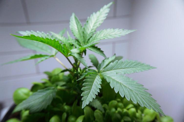 Purple Punch OG🍇IV. Week 4