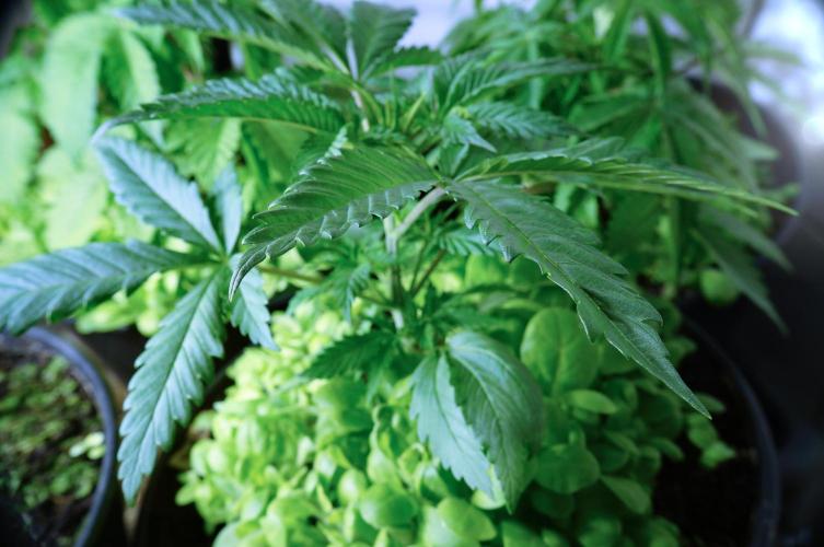 Purple Punch OG🍇IV. Week 4