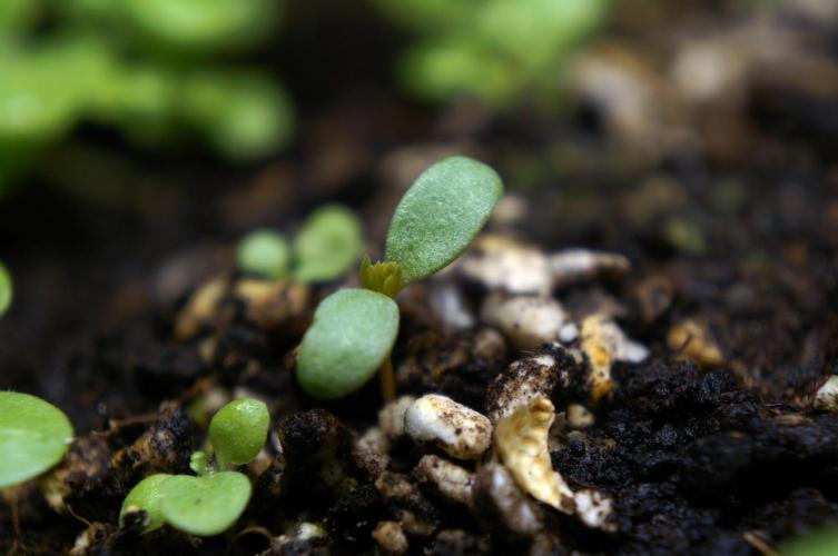 Syrian rue / Peganum harmala. Week 5