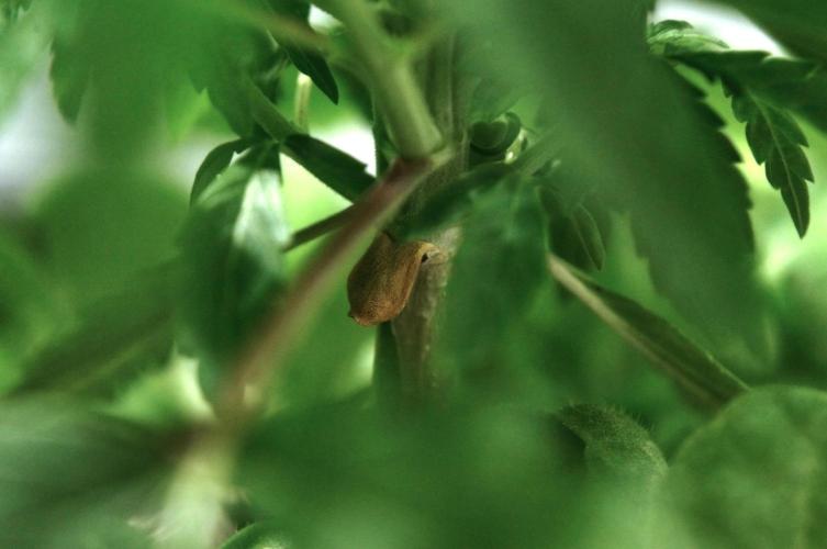 Strawberries & Cola 🍓🥤. Week 5