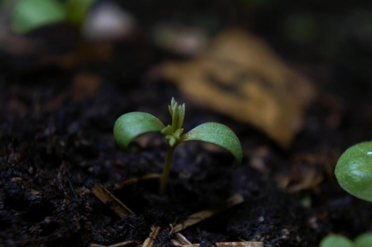 Syrian rue / Peganum harmala II. Week 2