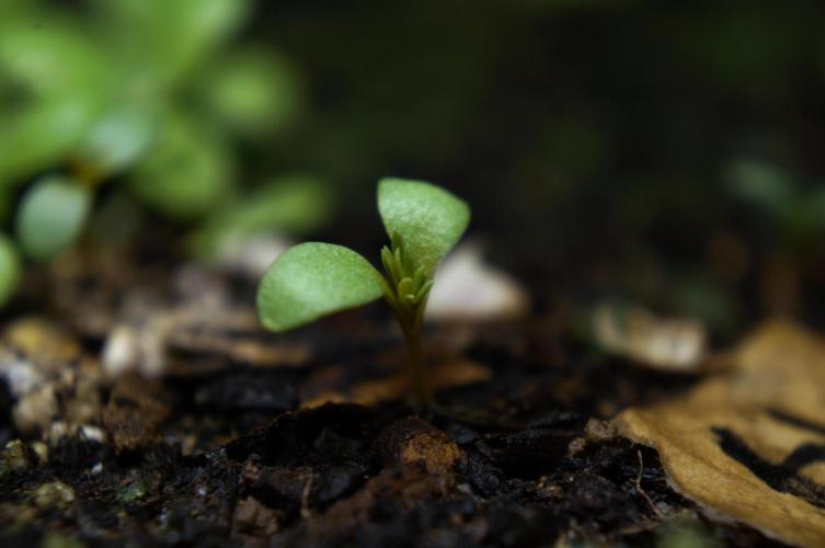 Syrian rue / Peganum harmala II. Week 2