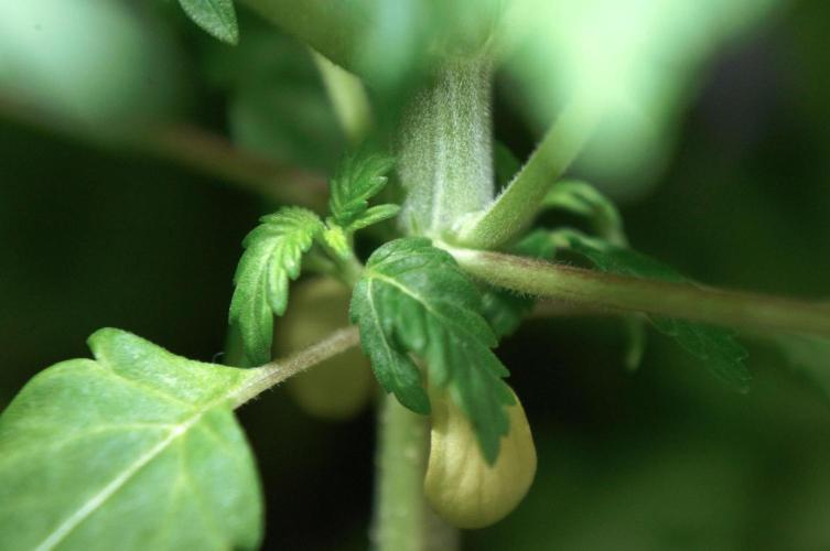 Making Monster(s) 🗿. Week 5