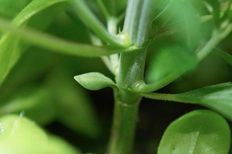 Purple Punch OG🍇IV. Week 4