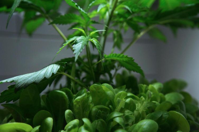 Purple Punch OG🍇IV. Week 5