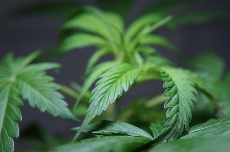 Purple Punch OG🍇IV. Week 5