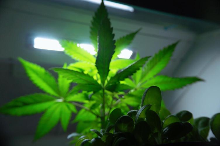 Purple Punch OG🍇IV. Week 5