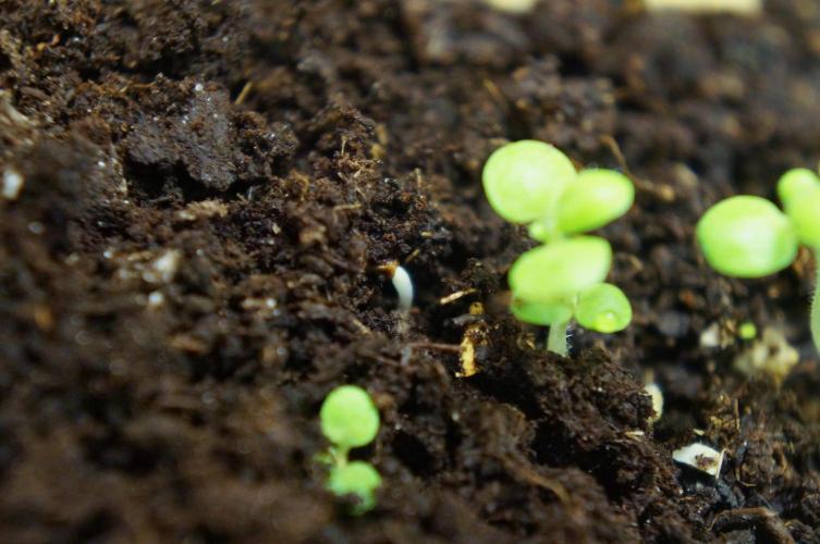 Syrian rue / Peganum harmala. Week 4 - Day #24

2026-01-28 12:00
