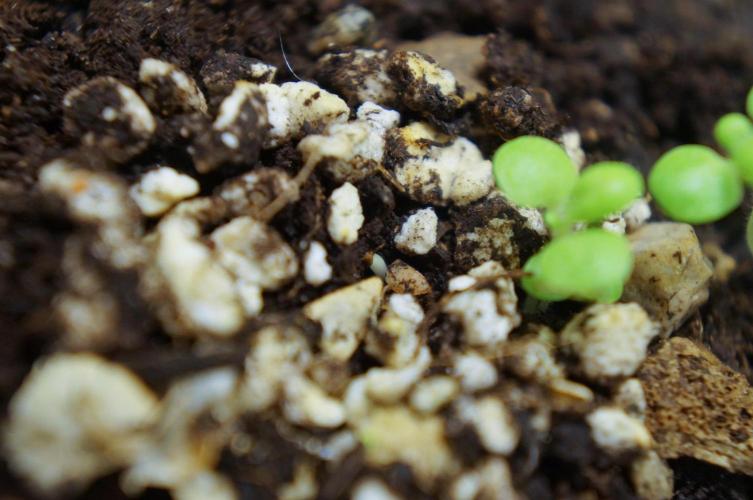 Syrian rue / Peganum harmala. Week 4