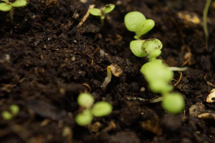 Syrian rue / Peganum harmala. Week 4 - Day #26