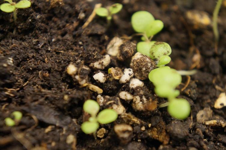 Syrian rue / Peganum harmala. Week 4