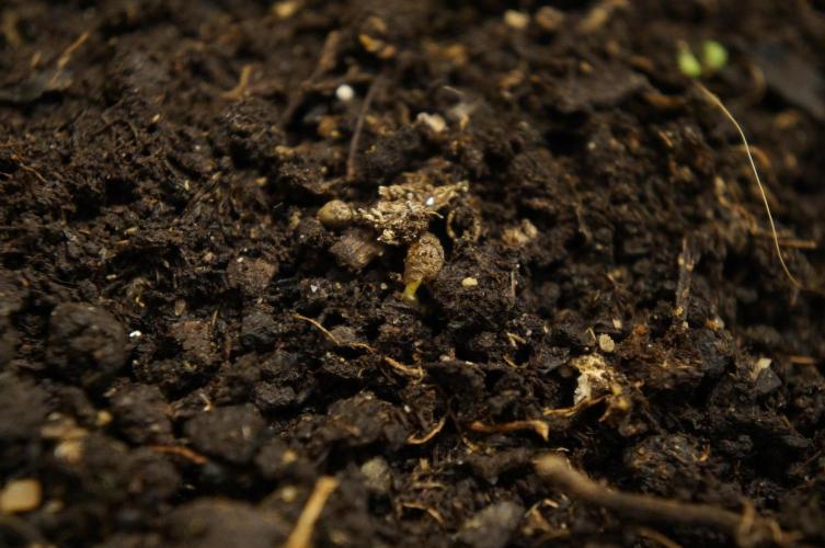 Syrian rue / Peganum harmala II. Week 2