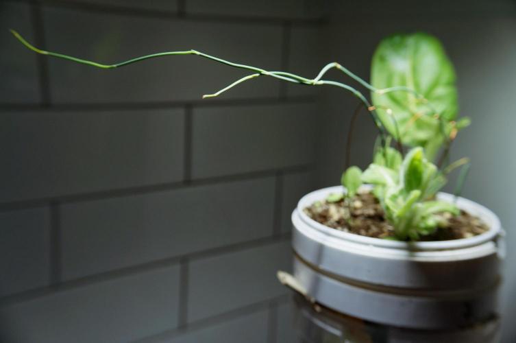 Ma huang / Ephedra sinica. Week 9