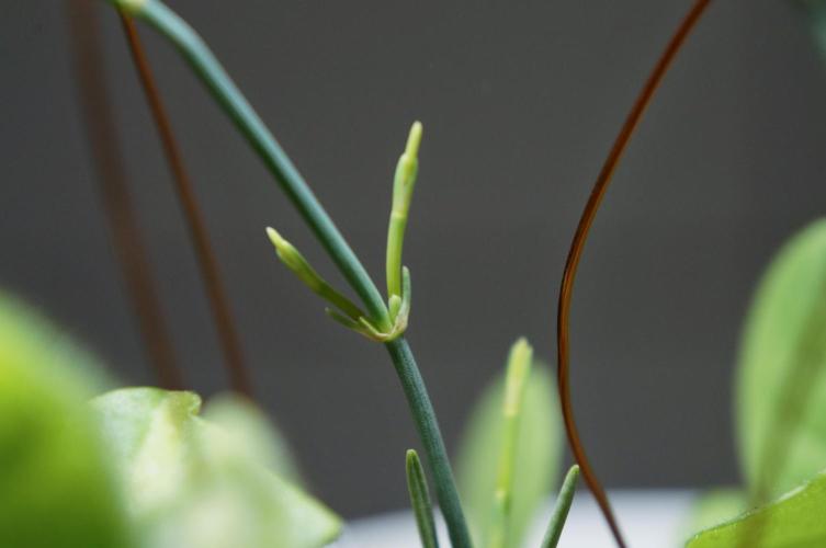 Ma huang / Ephedra sinica. Week 9