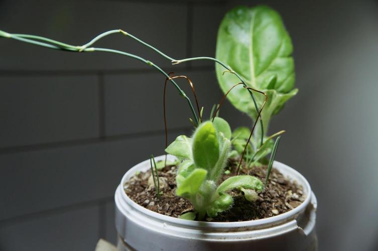 Ma huang / Ephedra sinica. Week 9