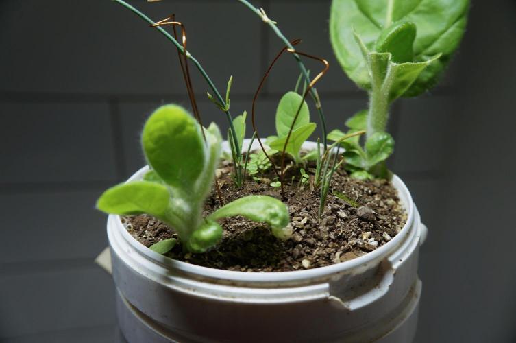 Ma huang / Ephedra sinica. Week 9