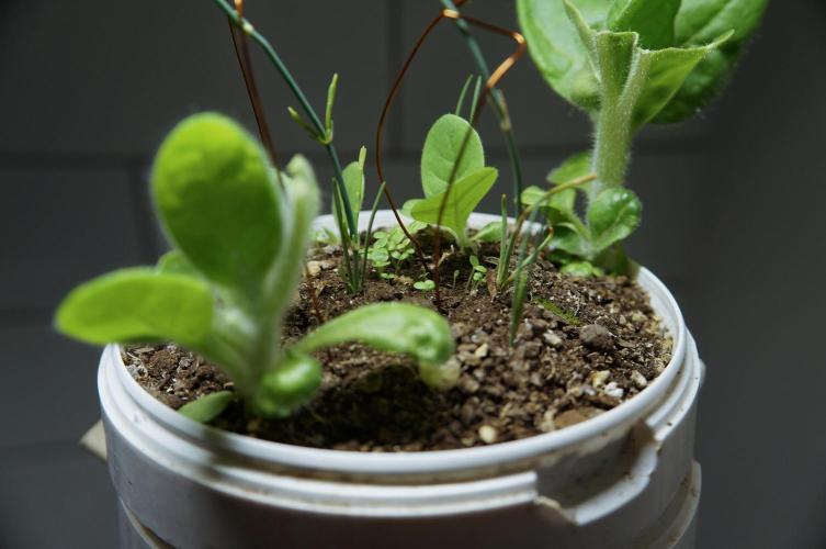 Ma huang / Ephedra sinica. Week 9