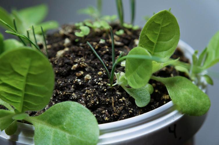 Ma huang / Ephedra sinica II. Week 4