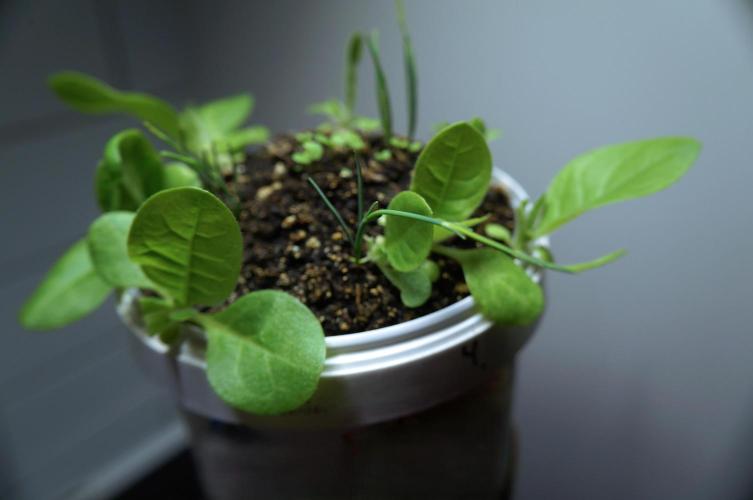 Ma huang / Ephedra sinica II. Week 4