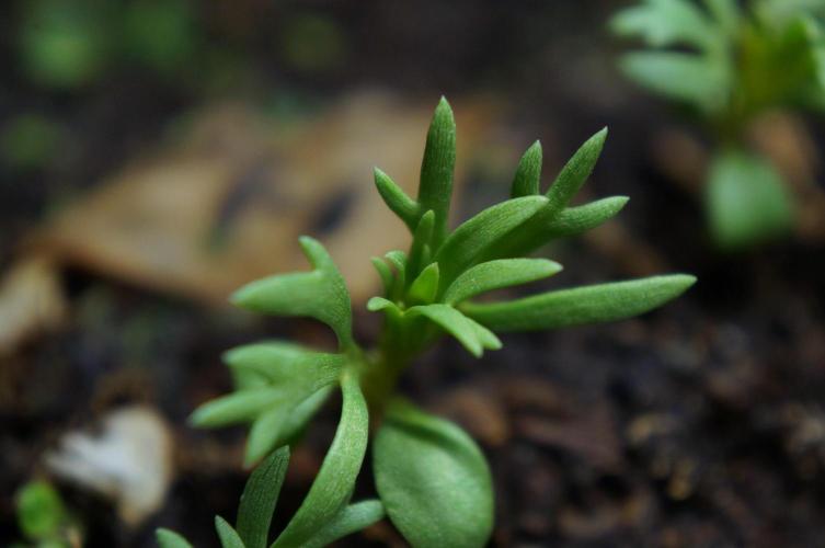 Syrian rue / Peganum harmala II. Week 3