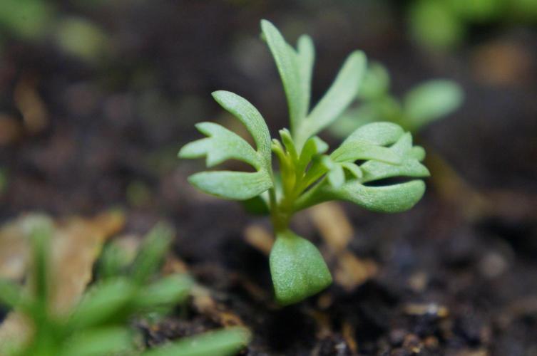 Syrian rue / Peganum harmala II. Week 3