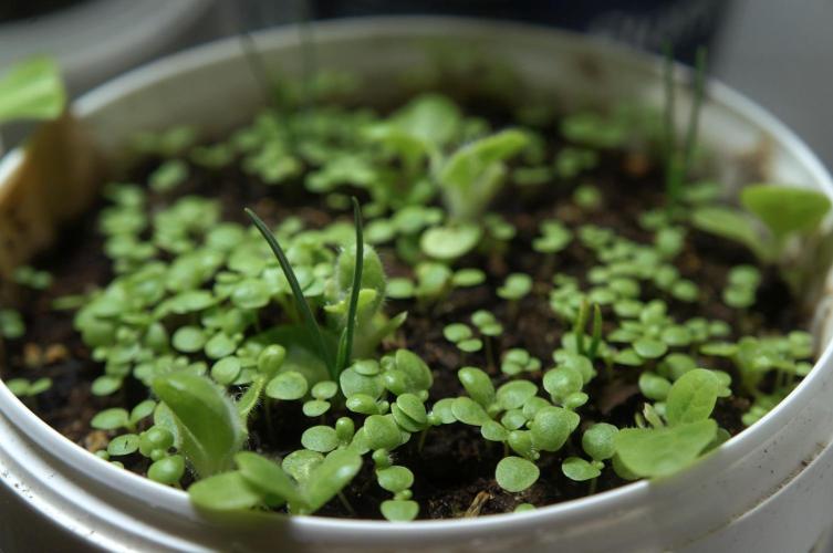 Ma Huang last batch🤯. Week 4