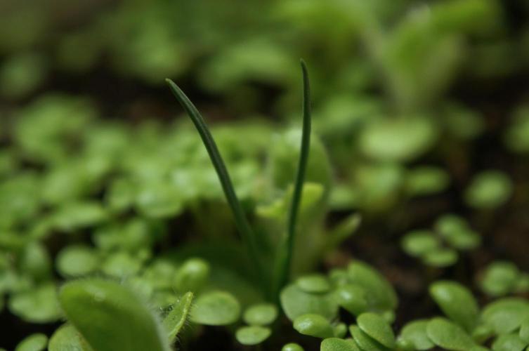 Ma Huang last batch🤯. Week 4