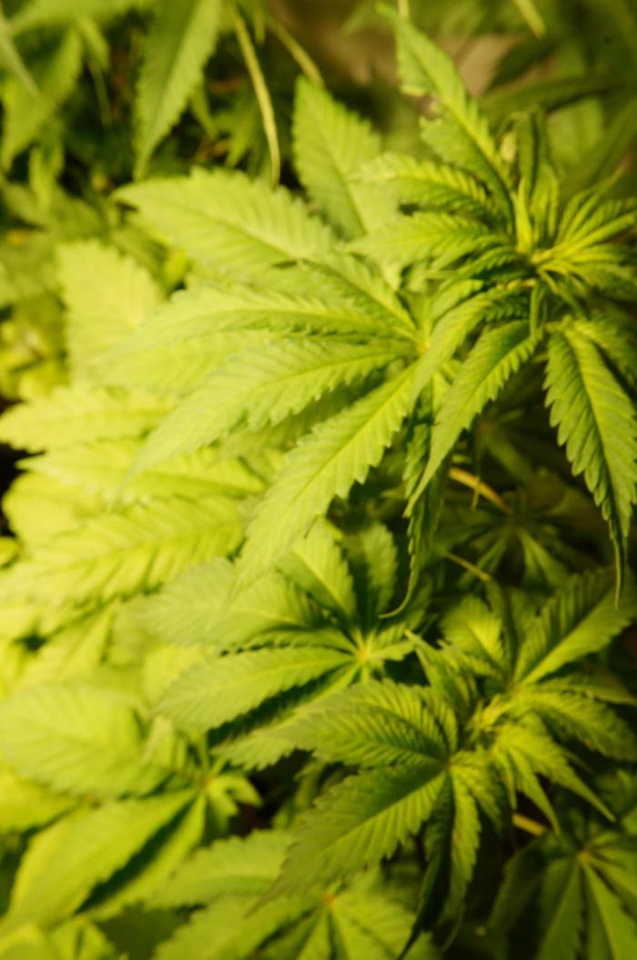 Strawberries & Cola 🍓🥤. Week 6