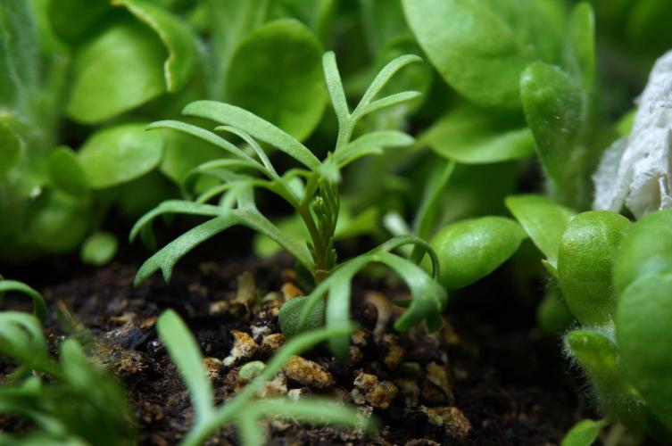 Syrian rue / Peganum harmala. Week 7