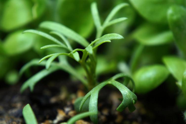 Syrian rue / Peganum harmala. Week 7