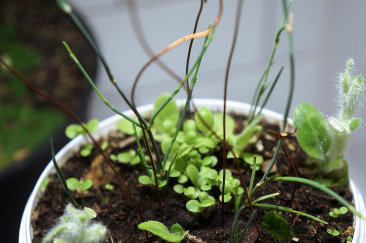 Ma huang / Ephedra sinica. Week 10