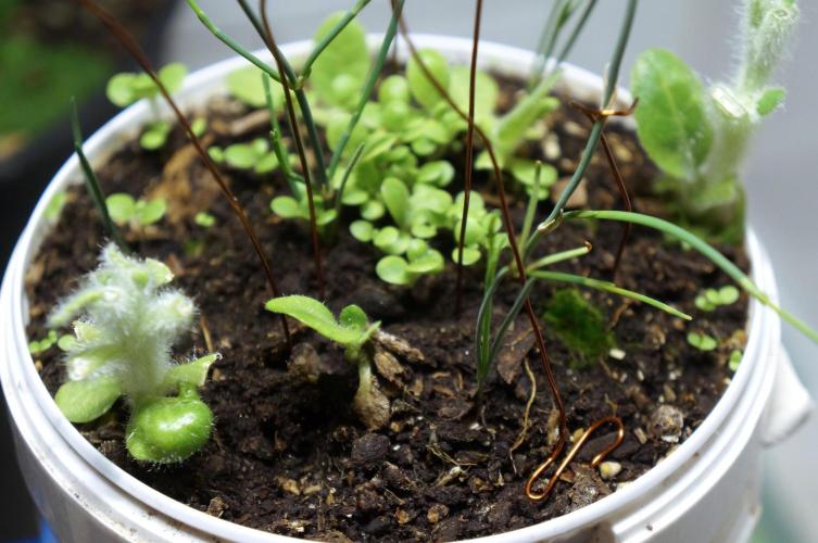 Ma huang / Ephedra sinica. Week 10