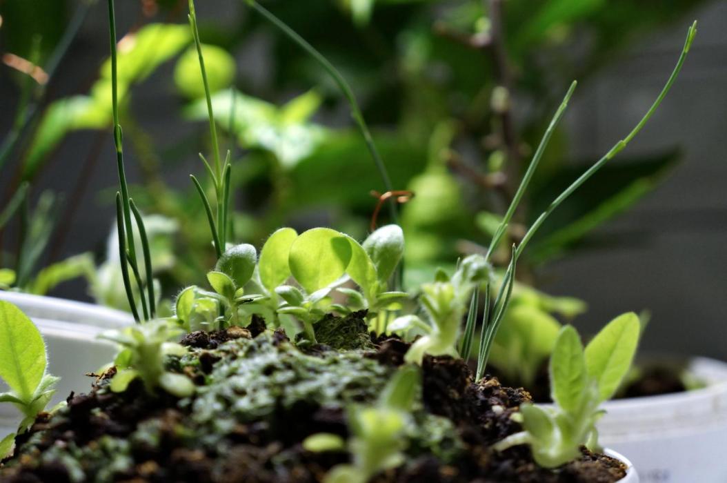 Ma huang / Ephedra sinica II. Week 5