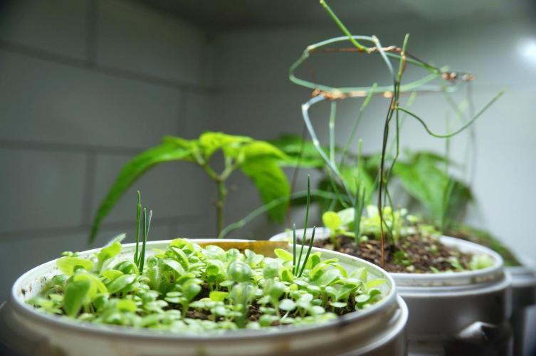 Ma Huang last batch🤯. Week 5