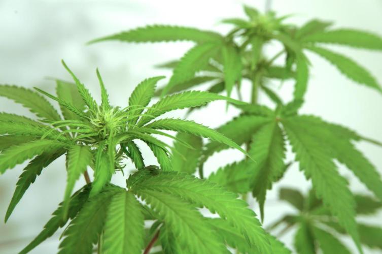 Strawberries & Cola 🍓🥤. Week 6