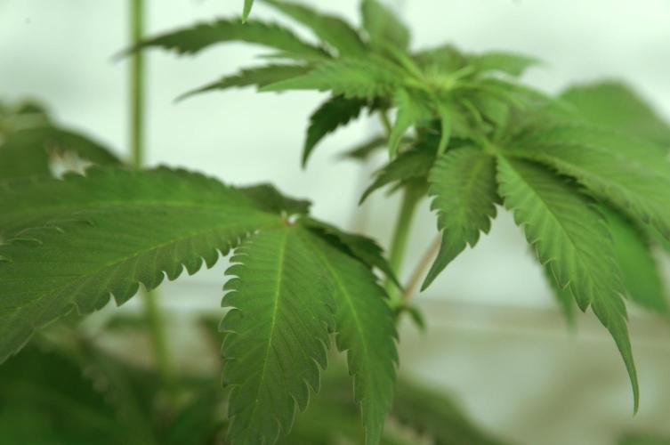 Making Monster(s) 🗿. Week 6