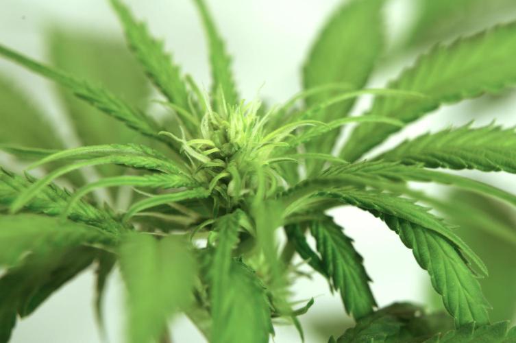 Strawberries & Cola 🍓🥤. Week 6