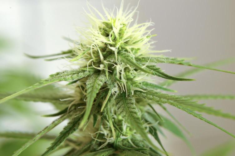 Purple Punch OG. Week 7