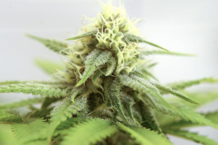 🍓 Strawberries & Cola🥤. Week 7