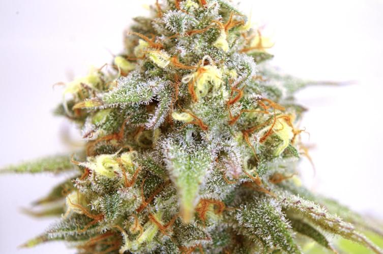 🍓 Strawberries & Cola🥤. Week 10