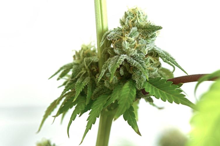 Making Monster(s)👹💞🗿. Week 10 - Fan leaf still attached vs. the opposing side, where the bud is missing its leaf