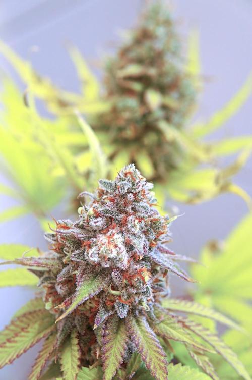 🍓 Strawberries & Cola🥤. Week 12