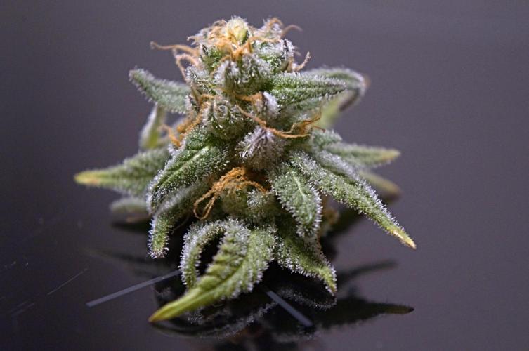 Making Monster(s)👹💞🗿. Week 12 - Lowest 1g popcorn bud sacrificed for a vape sample. ~250mg estimated dry weight.