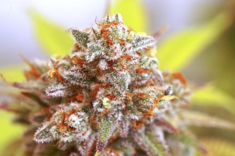 🍓 Strawberries & Cola🥤. Week 12