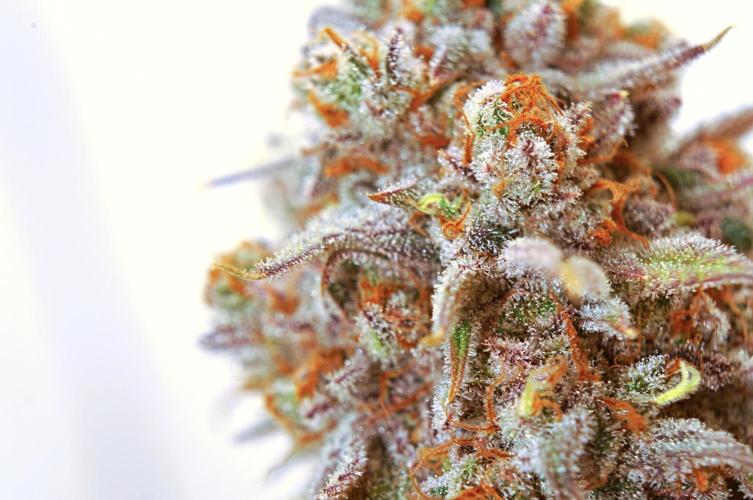 🍓 Strawberries & Cola🥤. Week 12